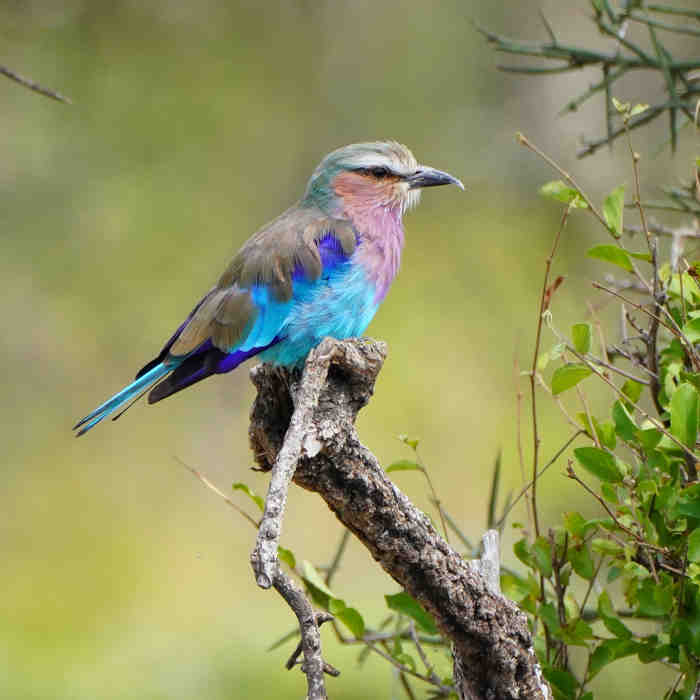 11 Days bird watching Safari.
