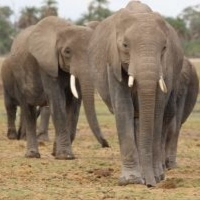 15 Days safari from Nairobi.