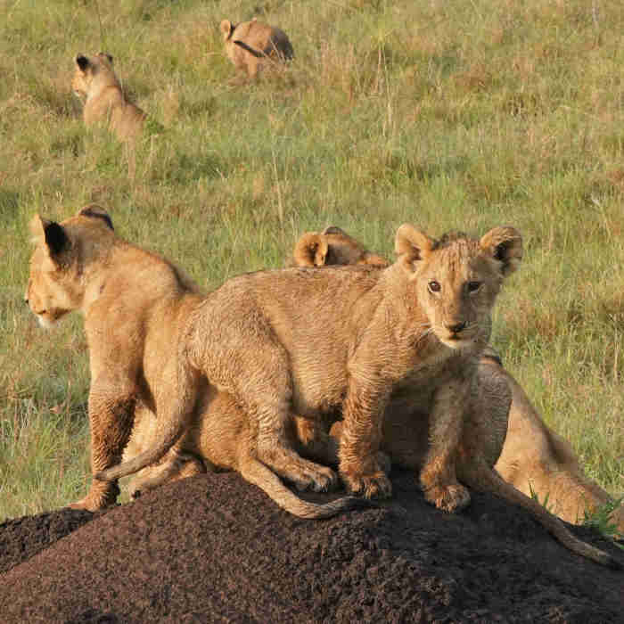 3 Days Safari from Mombasa.