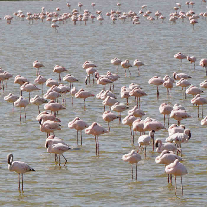 4 Days safari from Nairobi.