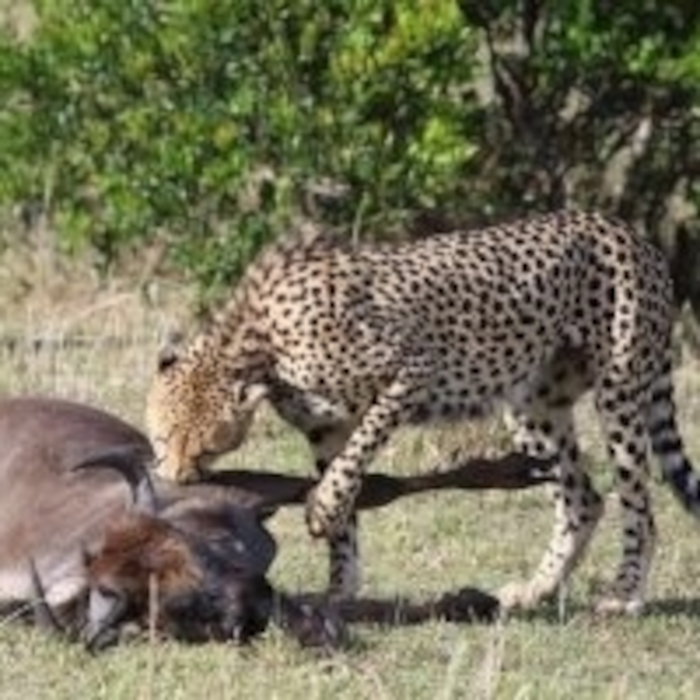 7 Days Safari from Nairobi.