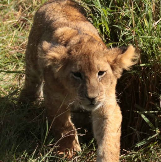 9 Days Tanzania Safari.