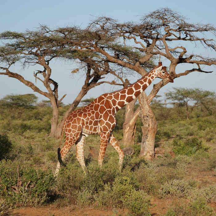 14 Days safari from Mombasa.